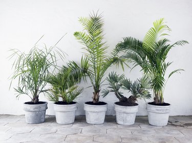 Palm-trees in pots against a wall, Sweden.