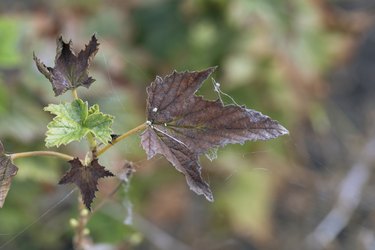 spider web on sick brown currant leaves, as sign of spider mite