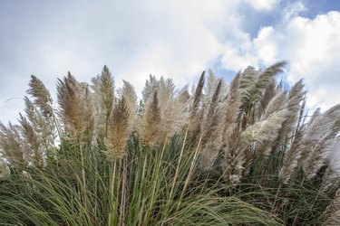 Pampas grass viewed from a low angle, against a bright cloudy sky