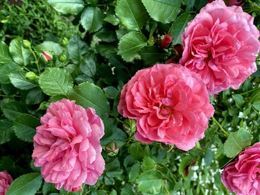 pink flower blooming in roses garden on green background