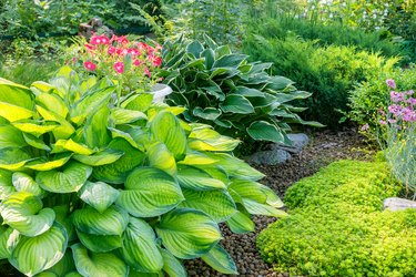 Perennial ornamental hostas and other plants in a summer garden flower bed.