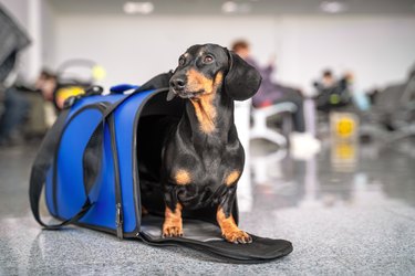 Obedient dachshund dog sits in blue pet carrier in public place and waits the owner. Safe travel with animals by plane or train. Customs quarantine before or after transporting animals across border