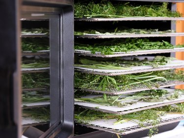 Trays with parsley, dill and basil inside of a food dehydrator machine with open door.