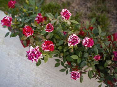 Miniature Rose Flowers