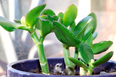 Crassula in a pot. Young green plant. Home plant.
