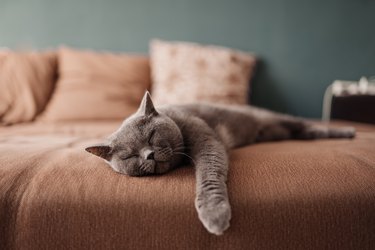 Lazy British Short Hair cat sleeping on a couch in a flat in Edinburgh, Scotland, with her face squashed as she is fully relaxed