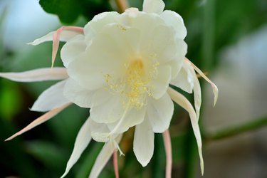 Epiphyllum oxypetalum / Queen of the Night / Dutchman’s Pipe Cactus