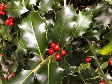 Holly plant and red fruits.