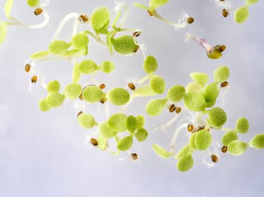 Seeds germinating in a dish of gel MS with antibiotics. Petri dish with Arabidopsis mutant seedlings. Spain