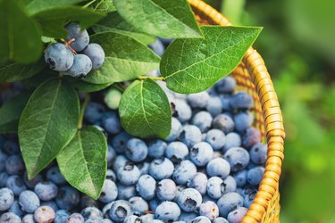 Bunch of ripe berries and freshly picked blueberry in a wicker basket in the garden.
