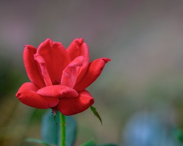 Red Knockout Rose