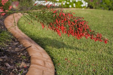 Red Firecracker Bush.