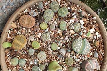 Group of Mixed Lithops succulent plants in a ceramic pot