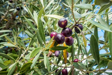 Olive tree closeup.