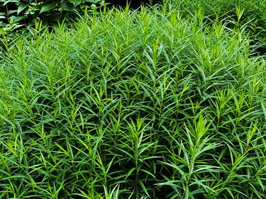 grand oversized herbaceous bush of french tarragon