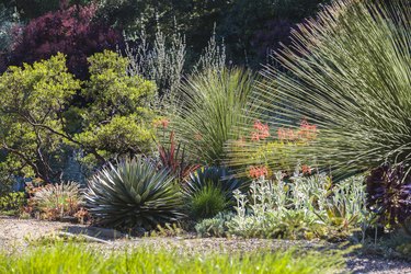 Drought tolerant garden