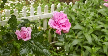 Pink rose in the garden