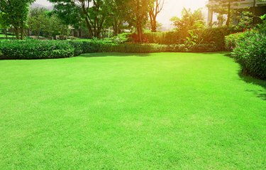 Fresh green Burmuda grass smooth lawn with shrubs, trees in background of home garden under morning sun.