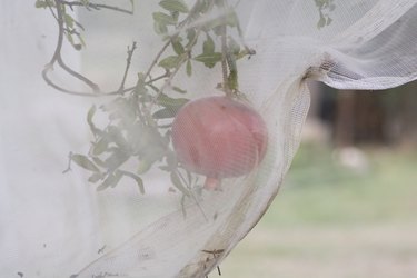 Bird protection net for Pomegranate Punica granatum) fruits, preventing birds and pests to damage the fruits