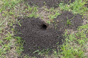 Mole hole; pile of soil dug by a mole.