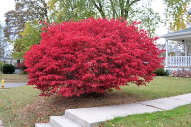 Burning Bush In Fall