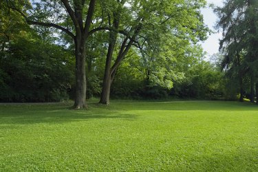 Green park  with large old decideous trees and shaded areas.