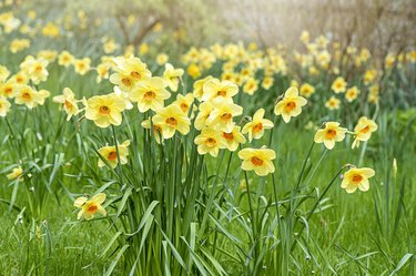 Pretty spring, yellow Daffodil flowers in soft sunshine also known as Narcissus