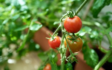 A closeup of red ripe tomatoes on the vine in a glasshouse.
