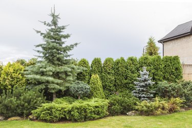 coniferous hedge in a country house