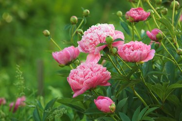 Close-up of pink peonies in open field