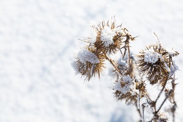 Burr in the snow. Winter background. The shadow of a plant in the snow.