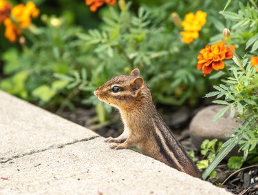 Easterchipmunk in garden.