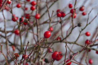 Red rose hips on branch