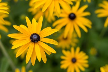 Close-Up Of Yellow Daisy Flowers