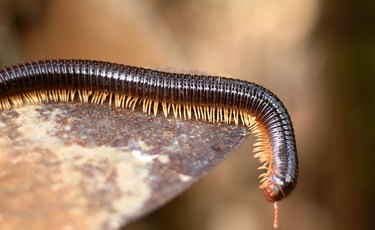 Millipede