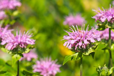 Monarda fistulosa, wild bergamot or bee balm,  pink wildflower in the mint family Lamiaceae