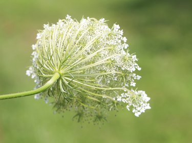 Queen Anne's Lace - A Storied Style