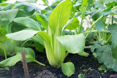 Bok choy - also known as pak choi, pok choi or Chinese cabbage - growing in Brassica patch of garden bed