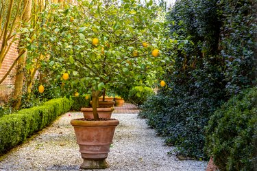 Growing Fruit Trees in Containers