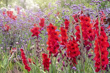 Close-up image of the beautiful summer flowering vibrant red Gladiolus flowers with purple Verbena bonariensis flower also known as 'Purpletop' or South American Vervain