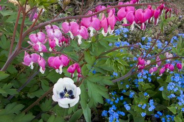 Various flowers in bloom in the garden