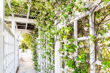Closeup of patio outdoor spring flower garden in backyard porch of home, romantic white wood with pergola wooden arch path, climbing covering vine plants
