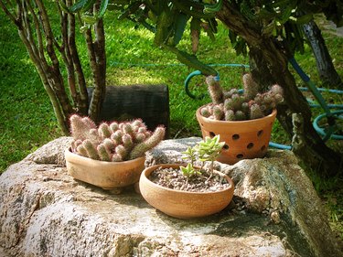 Ladyfinger Cactus Plants in A Terracotta Pot