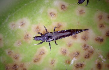 Menangis Ara Thrip (Thysanoptera; Gynaikothrips uzeli)
