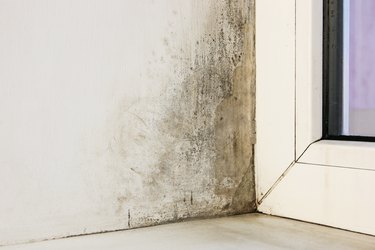 Mold near a window in the house