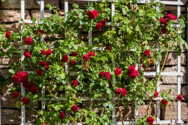 Bush of beautiful red roses growing on a white trellis.