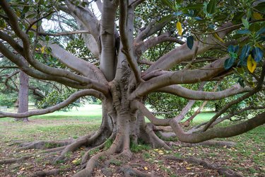 moreton bay fig tree