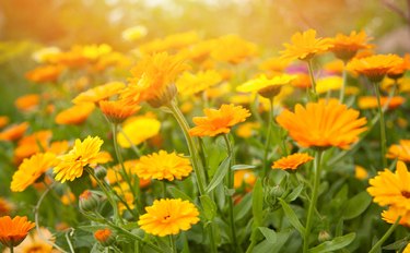 How to Plant, Grow, and Harvest Calendula Herb - Harvest to Table