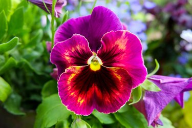 Beautiful shot of pansy