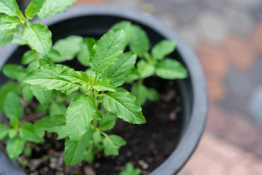 Holy basil plant in pot.